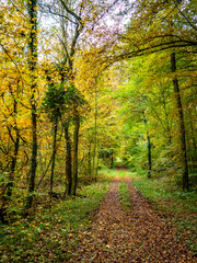 Obraz premium Waldweg durch den herbstlichen Wald