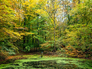 Kleiner Tümpel im herbstlichen Mischwald