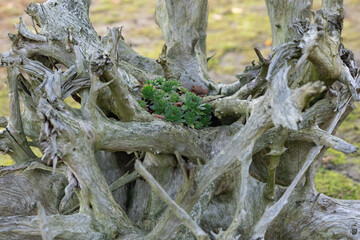 Small succulent plants growing in the hollow of a weathered tree stump in nature. Concept of...