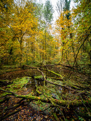 Kleiner Tümpel im herbstlichen Mischwald