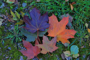 autumn leaves in the park