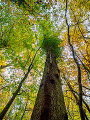 Herbst im Mischwald