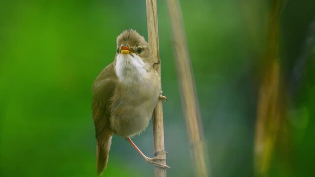 Czechia, Warbler, Marsh Warbler, Acrocephalus Palustris