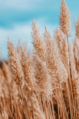 Fototapeta premium Golden wheat stalks gently swaying beneath a clear blue sky, encapsulating the essence of summer's abundance.
