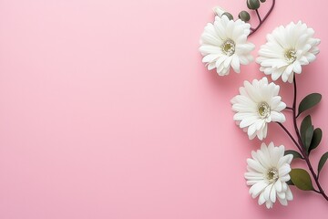Fototapeta premium A row of pristine white flowers is delicately arranged along a gentle pink background, creating a serene and charming scene.