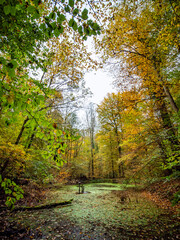 Kleiner T&uuml;mpel im herbstlichen Mischwald