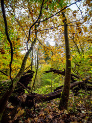 Fototapeta premium Herbst im Mischwald