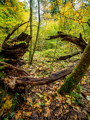 Herbst im Mischwald