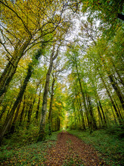 Herbstliches Laub im Mischwald