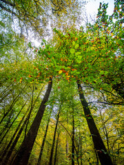 Herbstliches Laub im Mischwald