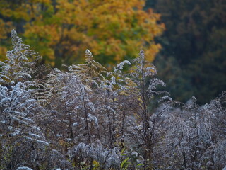 Nawłoć jesienny © EwaAF