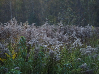 Jesienne wieczorne światło © EwaAF