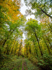 Waldweg durch den herbstlichen Wald