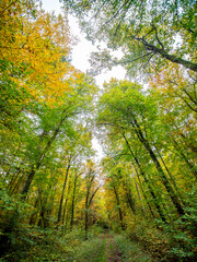 Obraz premium Herbstliches Laub im Mischwald