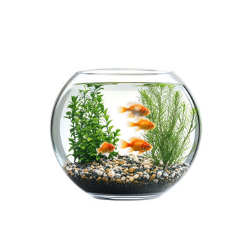 recommend clip art: Fish Bowl Aquarium on transparent background