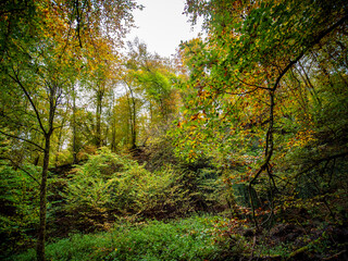 Herbstliches Laub im Mischwald