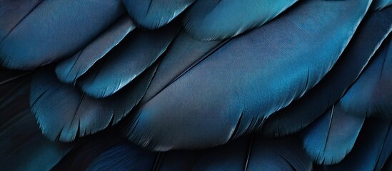 Obraz premium Close Up of Blue Feathers