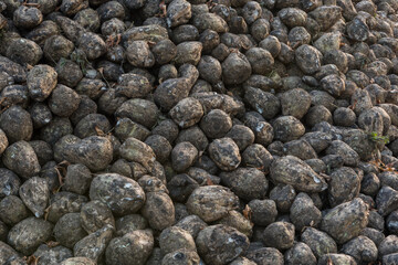 Sugar beet, pile of freshly dug sugar beets, close up