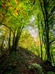 Obraz premium Herbstliches Laub im Mischwald