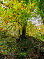 Herbstliches Laub im Mischwald