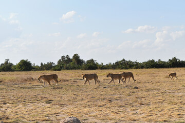 Lions pride in savanna