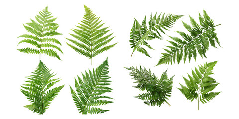 Naklejka premium Vibrant Fern Leaves Collection for Nature Projects, PNG collection, set bundle, isolate on transparent or white background
