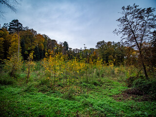 Wiederaufforstung im herbstlichen Mischwald