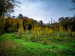 Wiederaufforstung im herbstlichen Mischwald