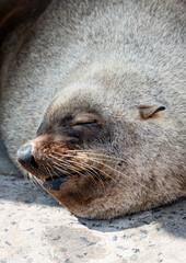 Close up of a Sleeping Sea Lion