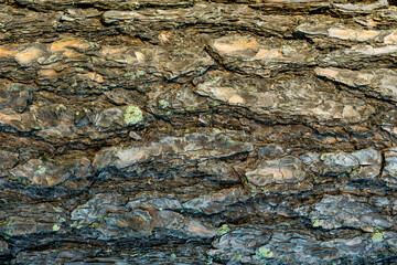 Tree bark texture close-up, wooden background