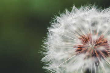 Dandelion in the grass | cut Blowball with green background | Detail shot blooming dandelion in the greenery | Pusteblume im Grünen