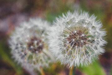 Obraz premium Dandelion in nature | two dandelions with green background | detail shot blossom blowball with green background | Pusteblumen im Grünen