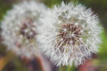 Dandelion in nature | two dandelions with green background | detail shot blossom blowball with green background | Pusteblumen im Grünen