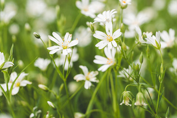 White flowers on a meadow | Weiße Blumen auf der Wiese | Blumenwiese im Grünen | Detailaufnahme kleine Blüten