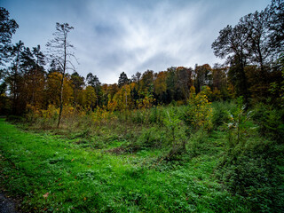 Wiederaufforstung im herbstlichen Mischwald