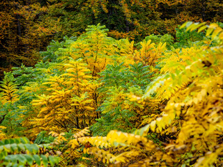 Herbstliches Laub im Mischwald