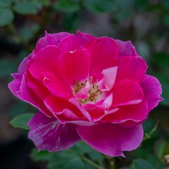 Obraz premium 秋の深まり花ざかり