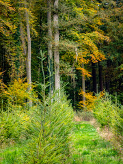 Wiederaufforstung im herbstlichen Mischwald