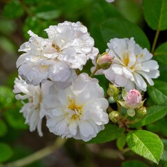 秋の深まり花ざかり