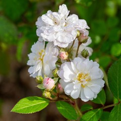 秋の深まり花ざかり