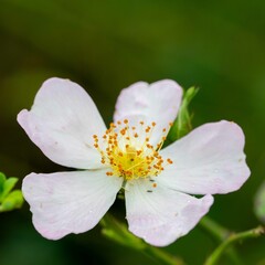 秋の深まり花ざかり