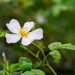 秋の深まり花ざかり