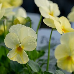 秋の深まり花ざかり