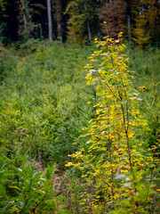 Wiederaufforstung im herbstlichen Mischwald