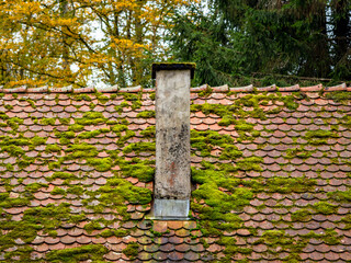 Moos auf einem Dach im Wald