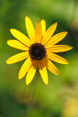 Herbst Blume im Botanischen Garten, Rudbeckia