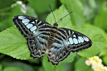 Colorful Blue Clipper butterfly (Parthenos sylvia) with lilac blue markings on its open wings. This large butterfly is found in southeast Asia.