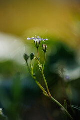 Herbst Blume im Botanischen Garten