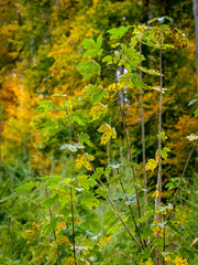 Wiederaufforstung im herbstlichen Mischwald