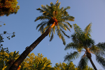 View from below on palm trees and clear sky in the background. Palm trees in the rays of sunset....